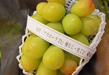 アウローラ21ギフトボックス