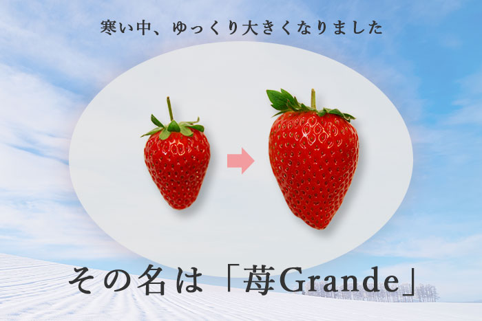 1粒で大満足な特大の苺Grande、甘くジューシーな果汁がたっぷり「苺Grande」