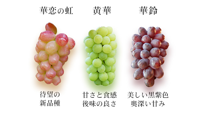 華鈴・華恋の虹・黄華