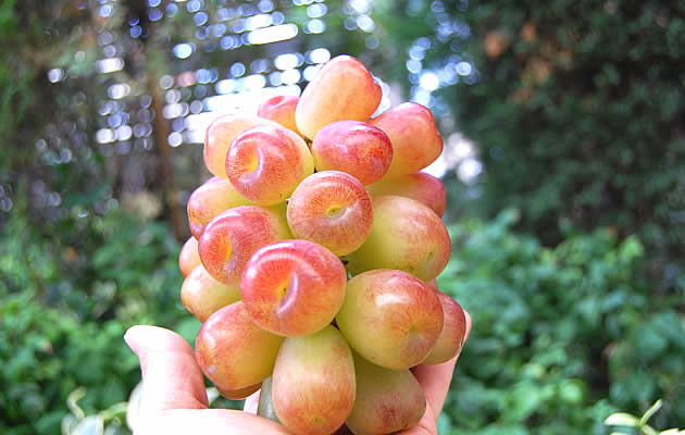 日本最高品質のぶどう「華美 はなび」