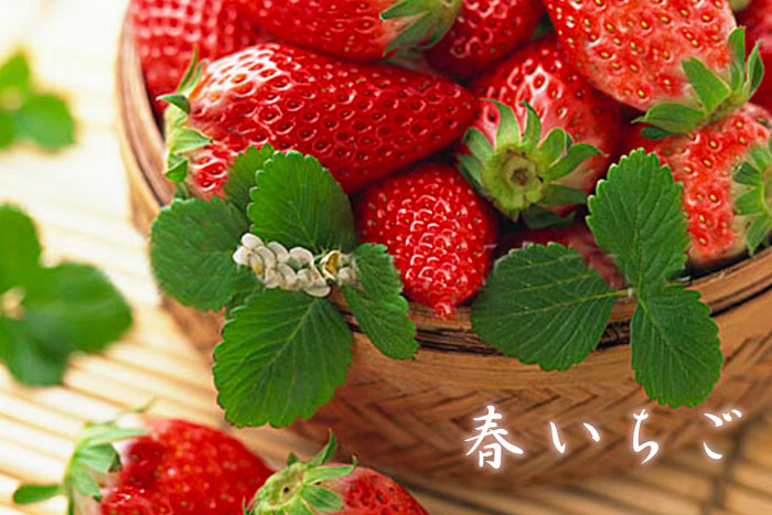 春においしい「春いちご」苺の優しい香りに包まれます、発送専用のパッケージで全国にお届けします