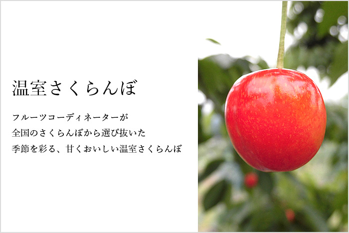 温室で丁寧に栽培された「さくらんぼ」くだもんやではその日に一番良い品を仕入れ、可憐で美味しい果実を全国にお届けします。