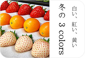 冬の3colorsの詳しいページはこちらからどうぞ