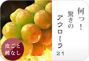 アウローラの詳しいページはこちらからどうぞ
