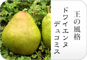 コミス洋梨の詳しいページはこちらからどうぞ
