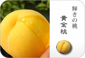 黄金桃（ゴールデンピーチ）の詳しいページはこちらからどうぞ