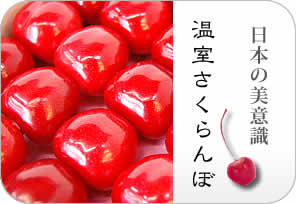 温室さくらんぼの詳しいページはこちらからどうぞ