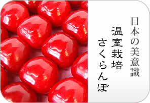 温室さくらんぼの詳しいページはこちらからどうぞ