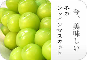 冬のシャインマスカットの詳しいページはこちらからどうぞ