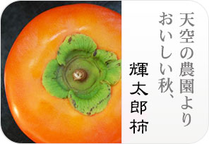 輝太郎柿の詳しいページはこちらからどうぞ