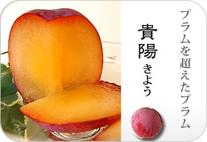 貴陽プラムの詳しいページはこちらからどうぞ