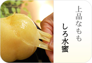 しろ水蜜の詳しいページはこちらからどうぞ