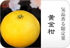 黄金柑の詳しいページはこちらからどうぞ