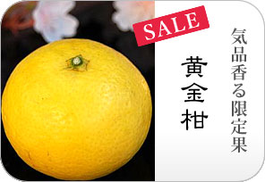 黄金柑の詳しいページはこちらからどうぞ