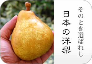 洋梨の詳しいページはこちらからどうぞ