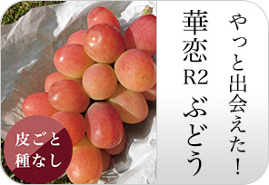華恋の虹の詳しいページはこちらからどうぞ