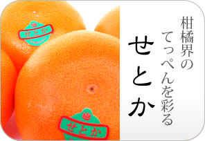 せとかの詳しいページはこちらからどうぞ