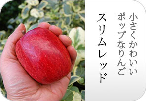 スリムレッドの詳しいページはこちらからどうぞ