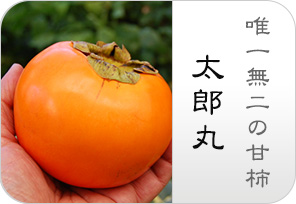太郎丸柿の詳しいページはこちらからどうぞ