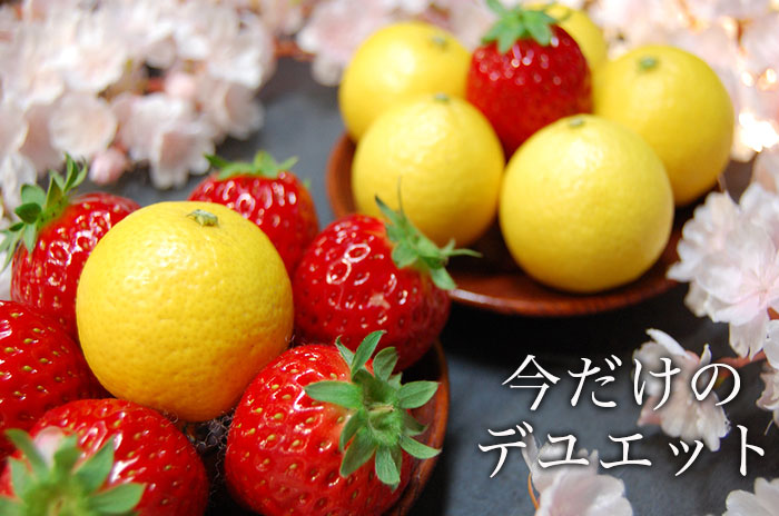 春のDuoの詳しいページはこちらからどうぞ