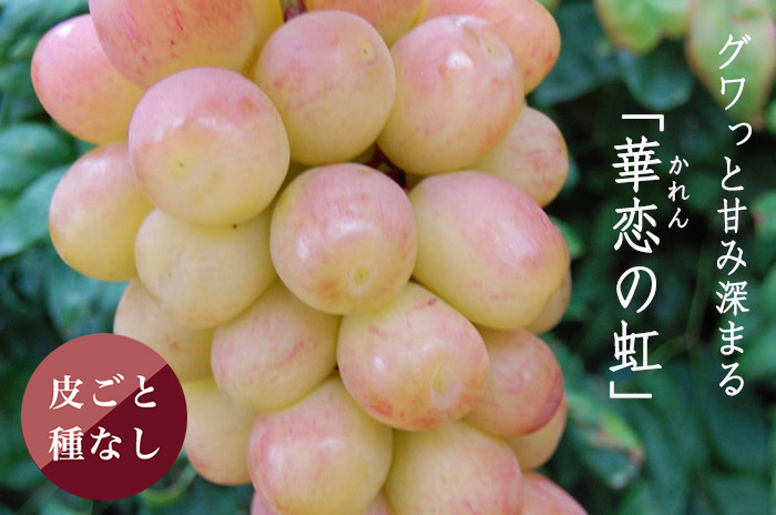 華恋ぶどうの詳しいページはこちらからどうぞ