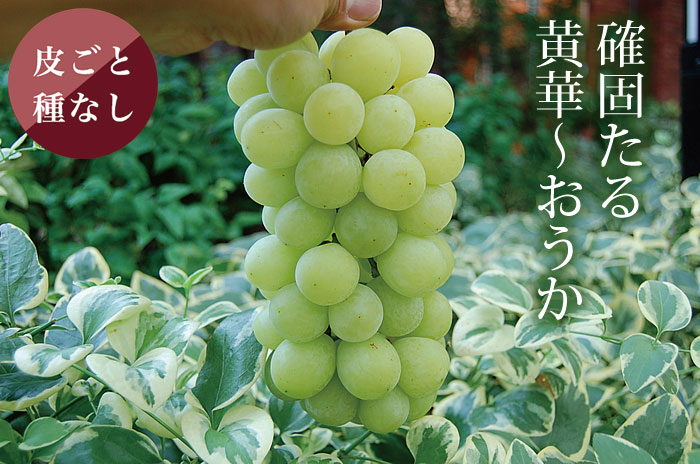 黄華ぶどうの詳しいページはこちらからどうぞ