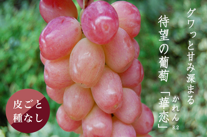 華恋ぶどう