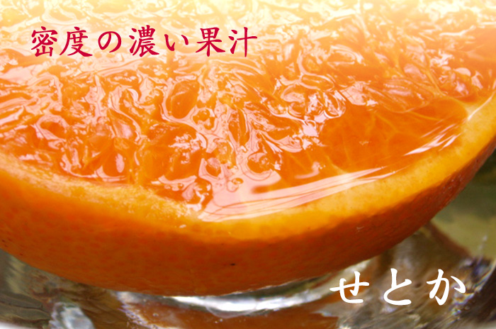 せとかの詳しいページはこちらからどうぞ