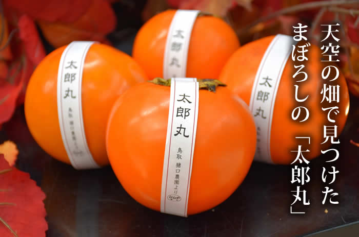 太郎丸