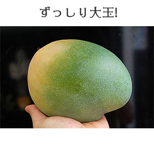 ずっしり大玉!