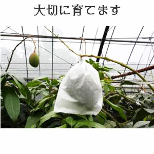 大切に育てます