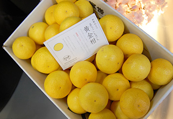 黄金柑3kg箱入り