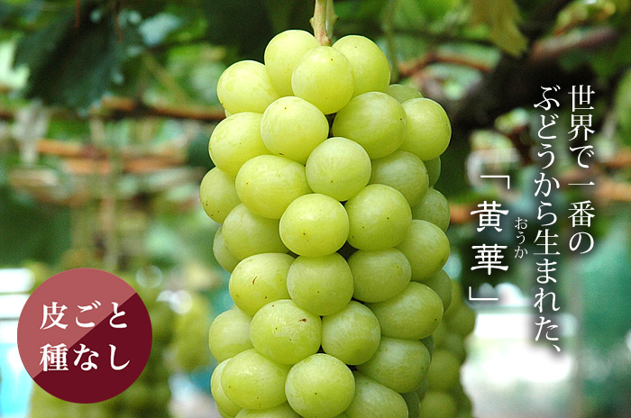 世界で一番のぶどうから生まれた「黄華」甘みとマスカットの香りが心地よく品格の味を堪能できます、大村農園さんが栽培しくだもんやが検品して全国にお届けします。
