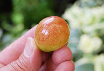 皮ごと・種なしぶどう「華恋の虹」