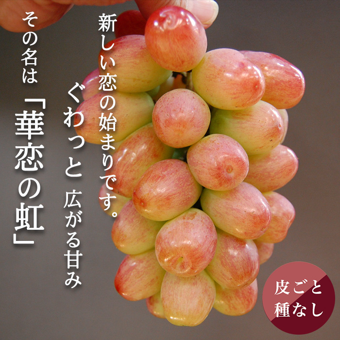 待望の新品種ぶどう　華恋の虹、皮が薄く甘い果汁も多く、時代が求める全てがここにはあります。