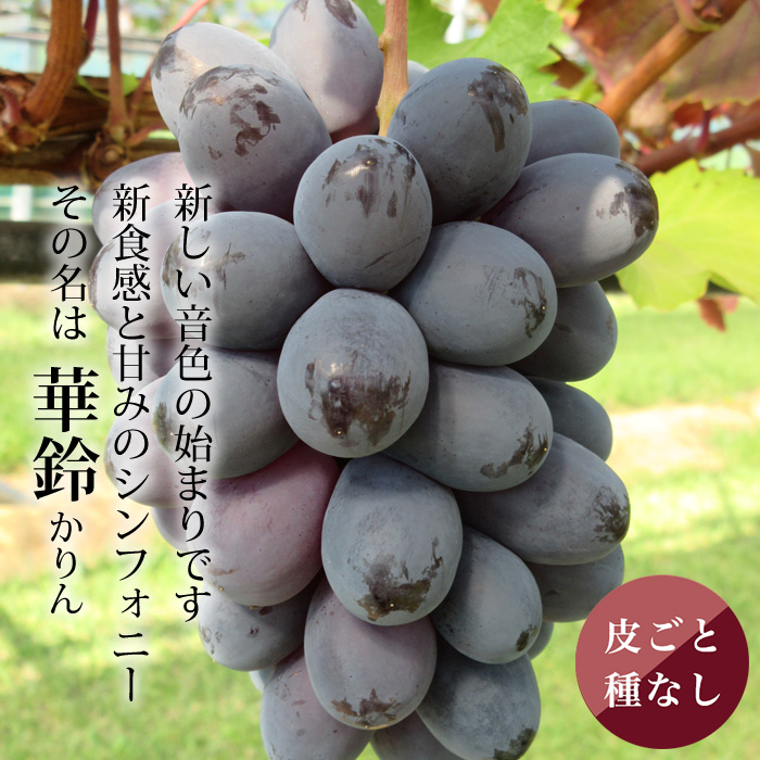 くだもんやがおすすめする葡萄「華鈴KARIN」コリっとした食感に濃厚な甘み、次世代の葡萄、大村農園さんが栽培し、くだもんやが検品してお届けします。
