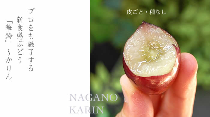 プロをも魅了する新食感ぶどう「華鈴」