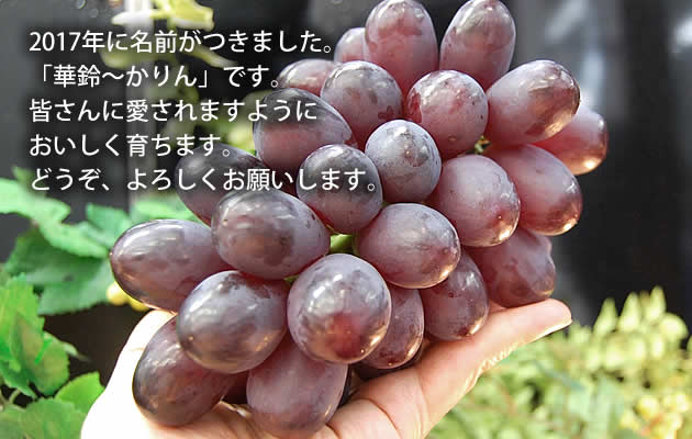 命名「華鈴ぶどう」