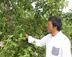 野村さんの「葉とらず栽培サンふじ」の園地