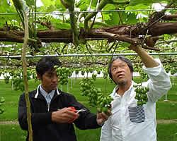 大村農園のぶどう畑