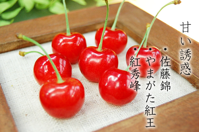 山形さくらんぼ「佐藤錦・紅秀峰・やまがた
紅王」、フルーツコーディネーターがプロの目利きで選んだ「佐藤錦」「やまがた紅王」「紅秀峰」甘く可憐で美しい果実のみを手詰めで箱入りしてお届けします