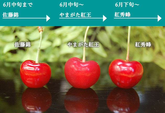 厳選3品種「佐藤錦」「やまがた紅王」「紅秀峰」