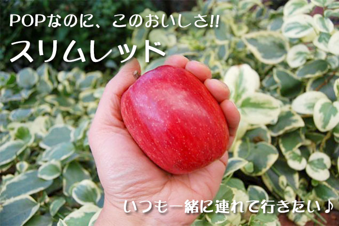 この小ささから想像できまいぐらい美味しい「スリムレッド」皮ごと丸かじりにちょうどいい大きさ、親に「ふじ」なので納得のおいしさスリムレッド