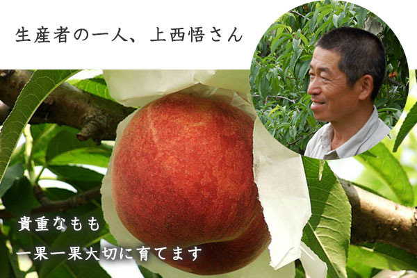 貴重な甘いもも、一果一果大切に育てます