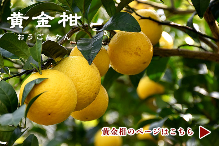黄金柑のページはこちら