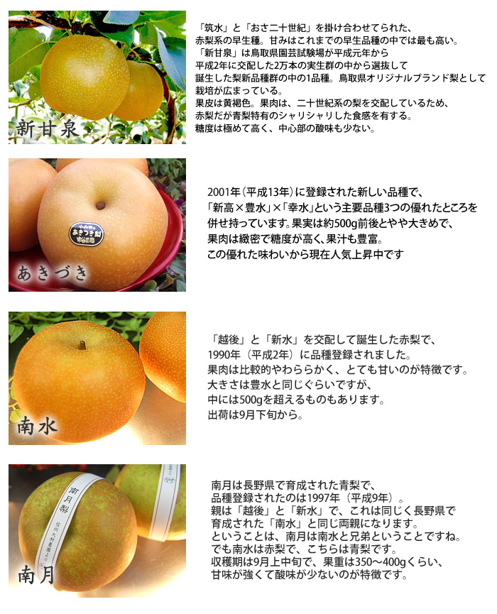 新甘泉 南水梨 和梨ならくだもんや
